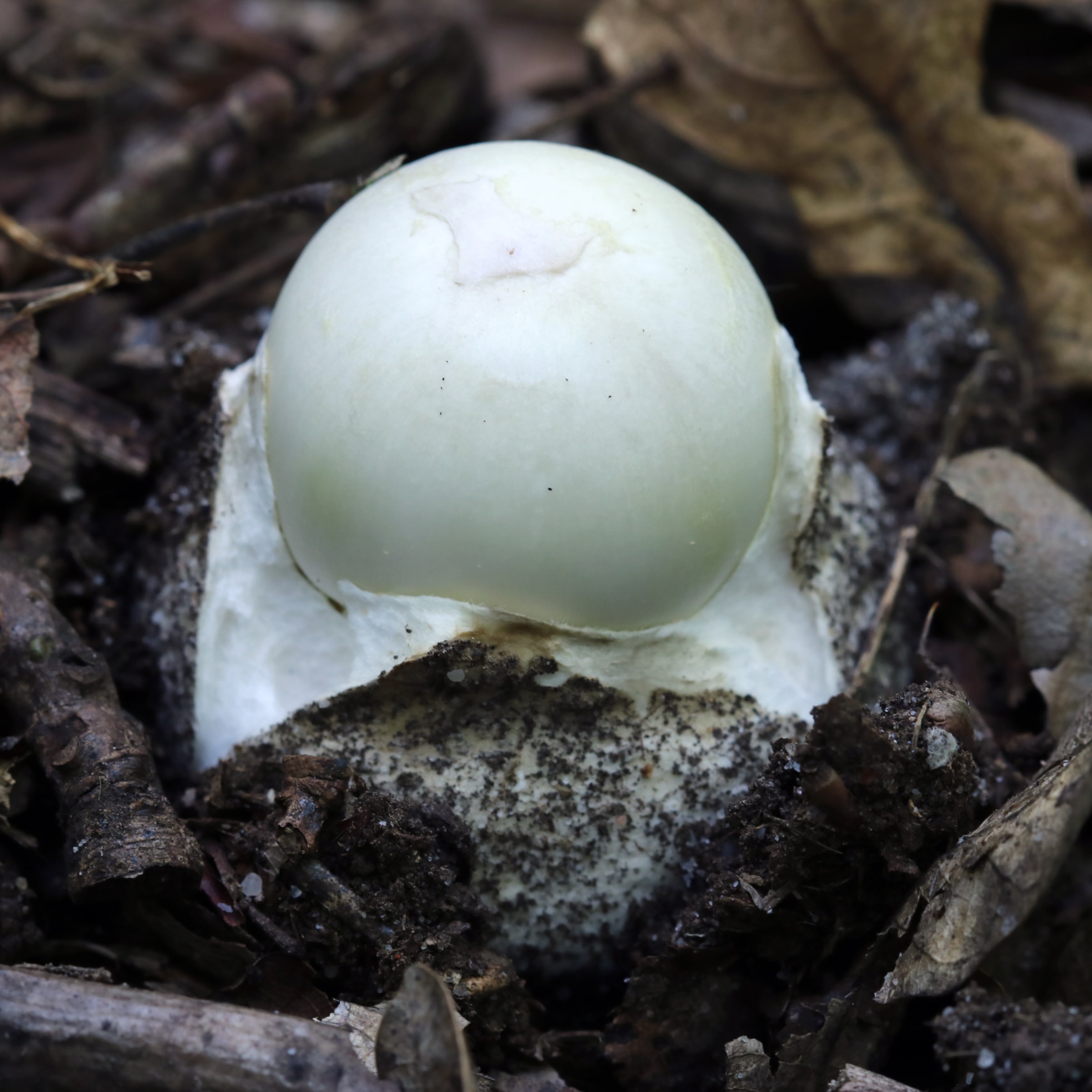 A pale death cap mushroom grows from soil and leaf litter.